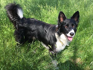 Cheryl the border collie