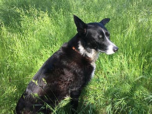 Cooper the border collie